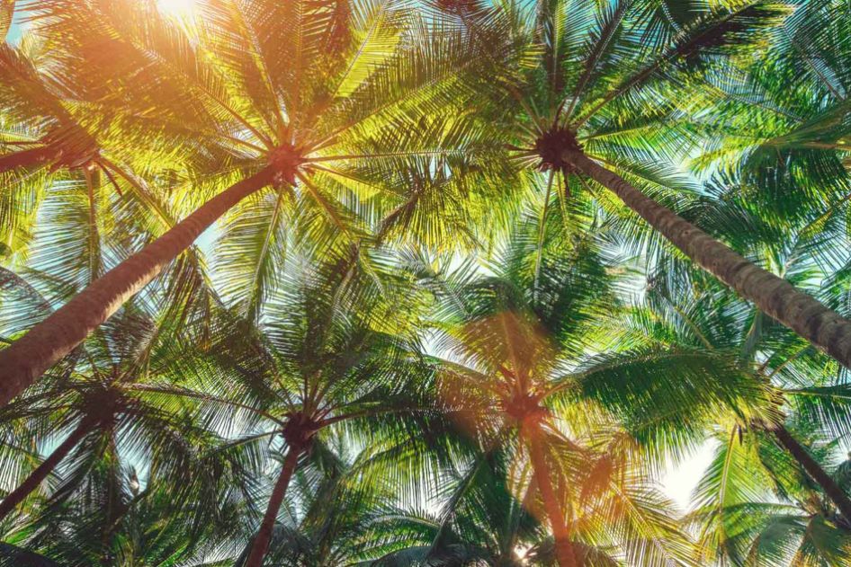 Understanding Palm Tree Anatomy for Better Care In Vista, CA