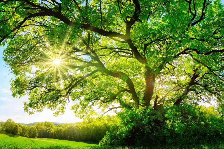Tree Planting Tips: Best Practices In Vista, CA for Beginners