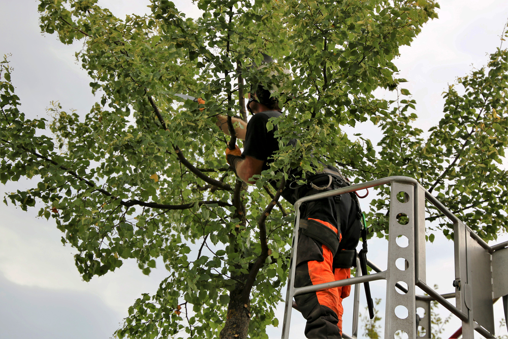 The Best Time of Year for Tree Trimming in Vista, CA: A Seasonal Guide