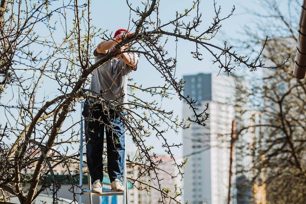 The Benefits of Regular Tree Maintenance In Vista, CA